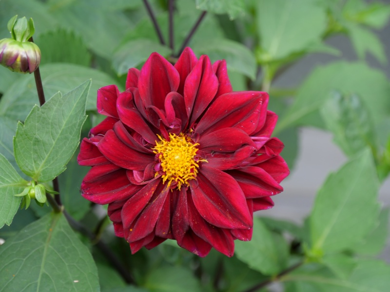 ダリア インディゴブラック