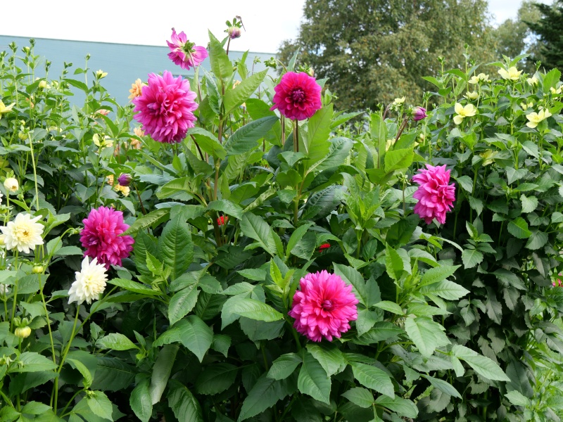 ダリア インペリアルパープル