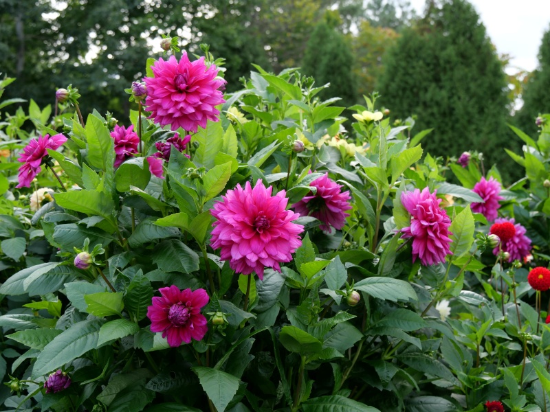 ダリア インペリアルパープル