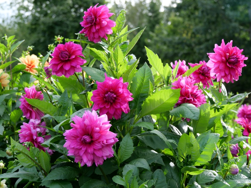 ダリア インペリアルパープル