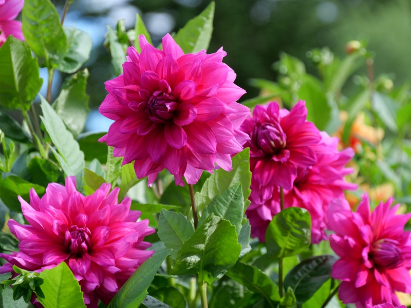 ダリア インペリアルパープル