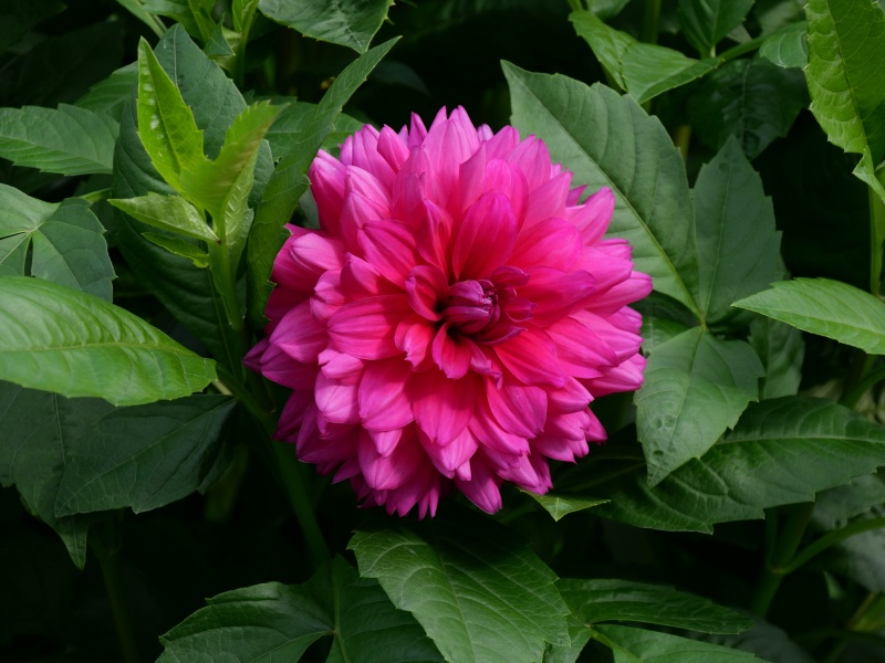 ダリア インペリアルパープル