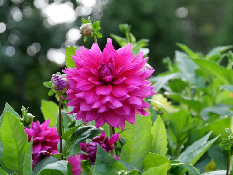 ダリア インペリアルパープル