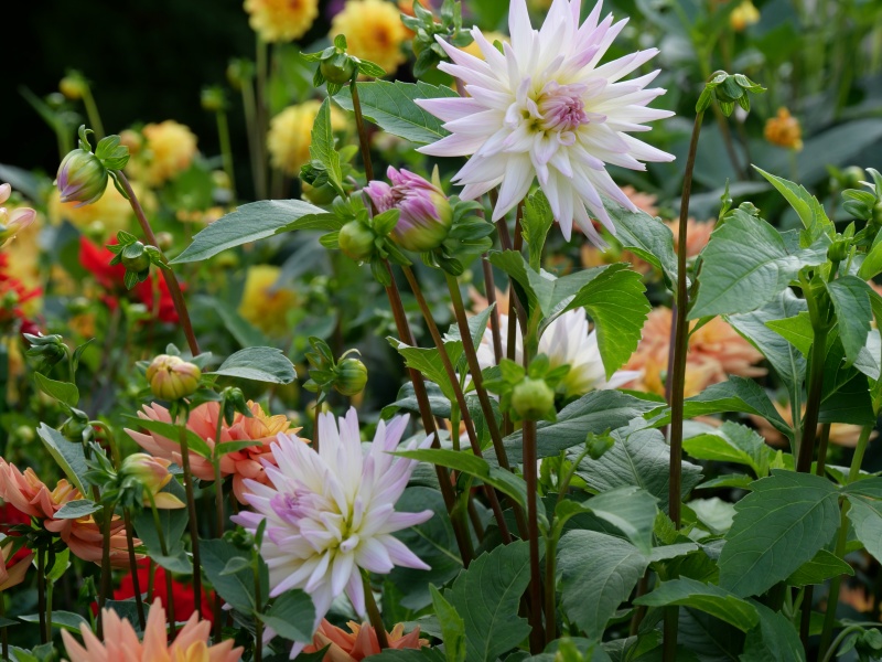 ダリア おもかげ