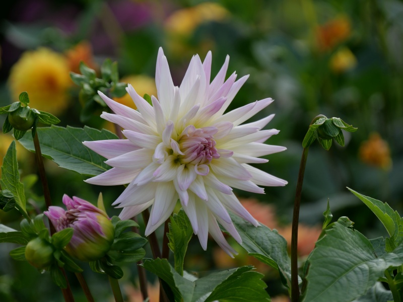 ダリア おもかげ