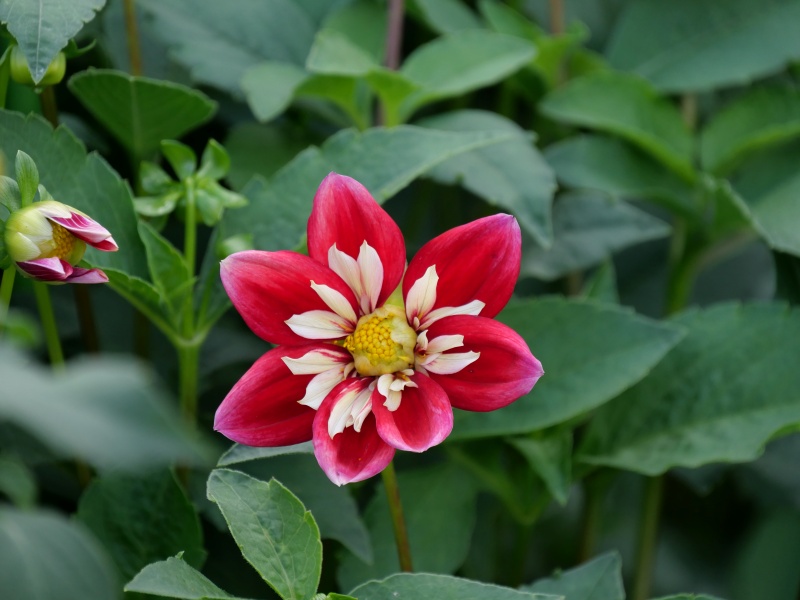 ダリア カピタン