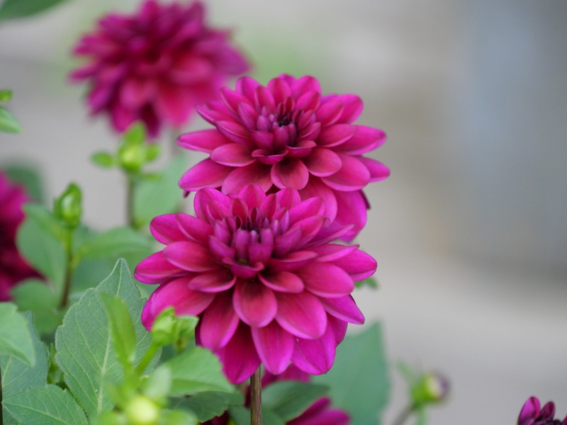 ダリア キューピット