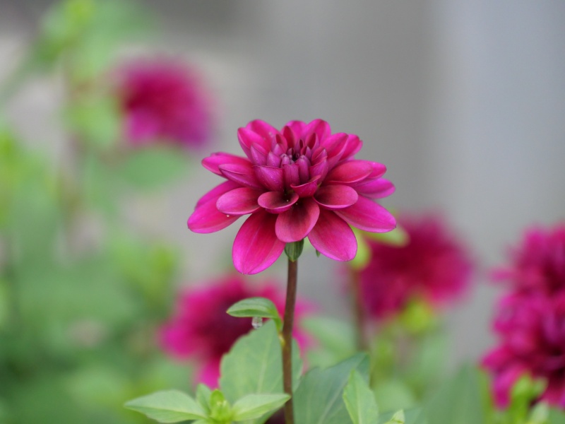 ダリア キューピット