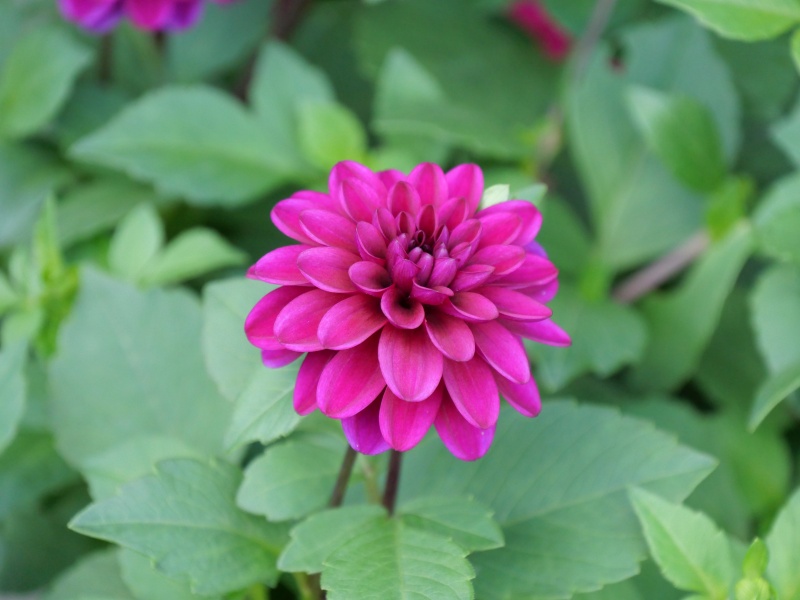 ダリア キューピット