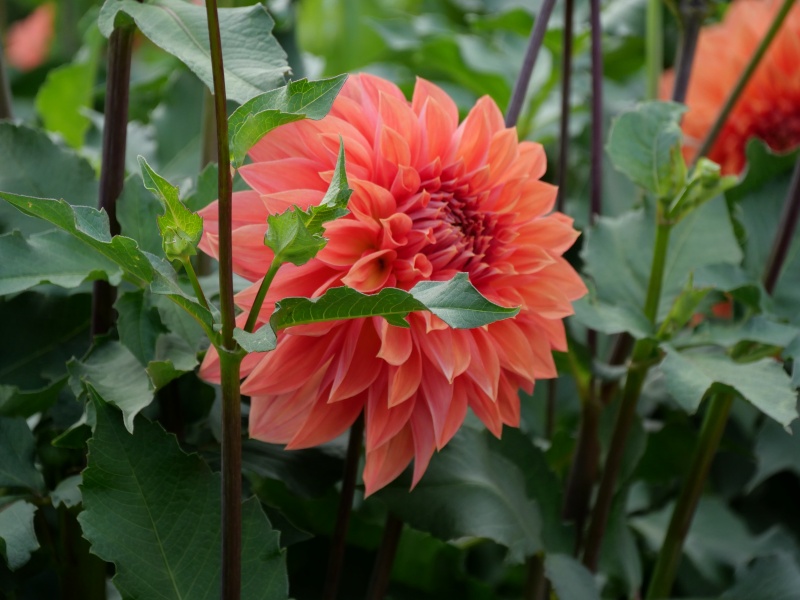 ダリア クライズチョイス