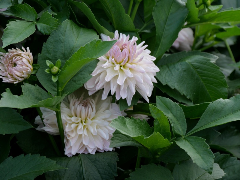 ダリア クラシコ