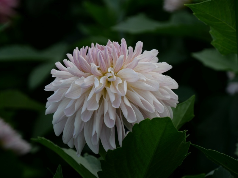 ダリア クラシコ