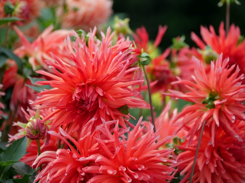 ダリア クララヒューストン