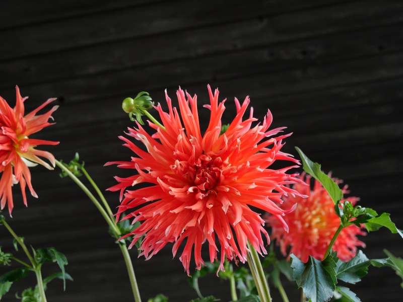 ダリア クララヒューストン