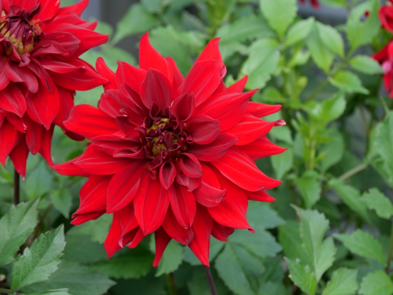 ダリア ケノラワイルドファイヤー