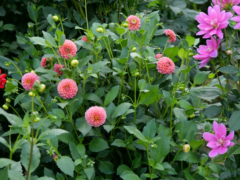 ダリア サックルアザレアピンク