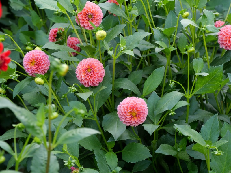 ダリア サックルアザレアピンク