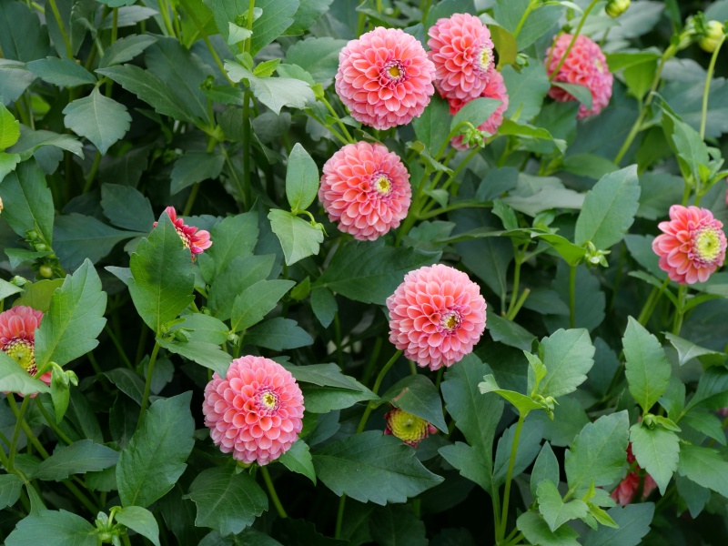 ダリア サックルアザレアピンク