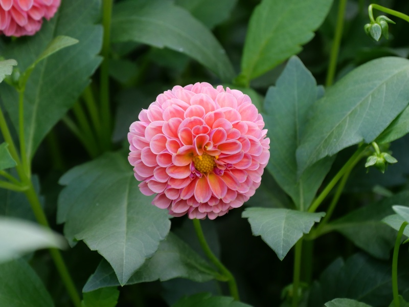 ダリア サックルアザレアピンク