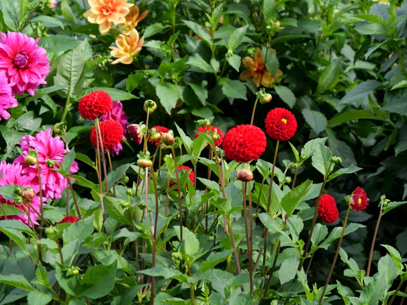 ダリア サックルジュエル