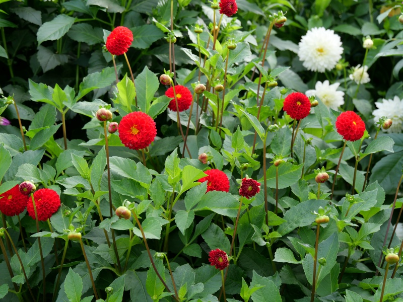 ダリア サックルジュエル