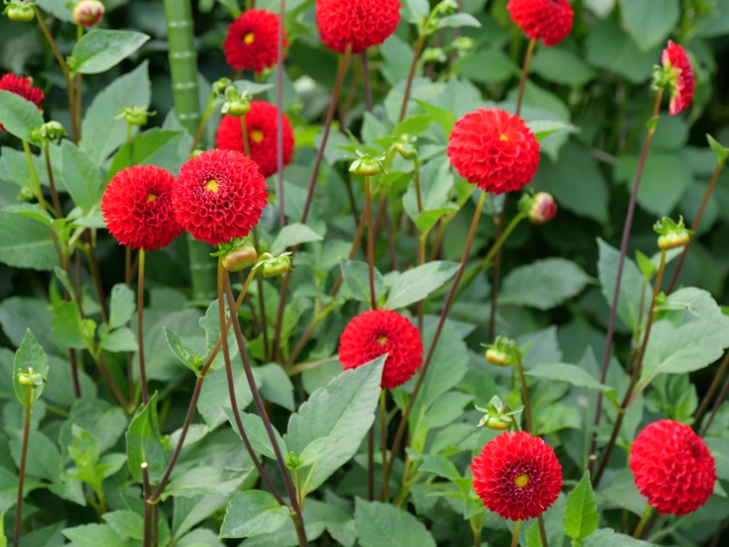 ダリア サックルジュエル