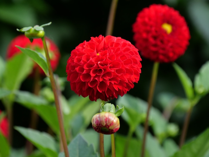 ダリア サックルジュエル