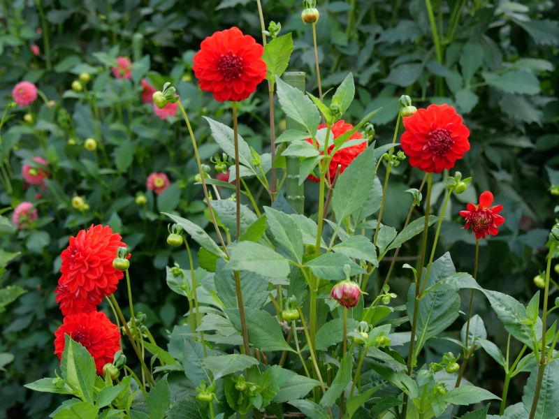 ダリア サックルスカーレット