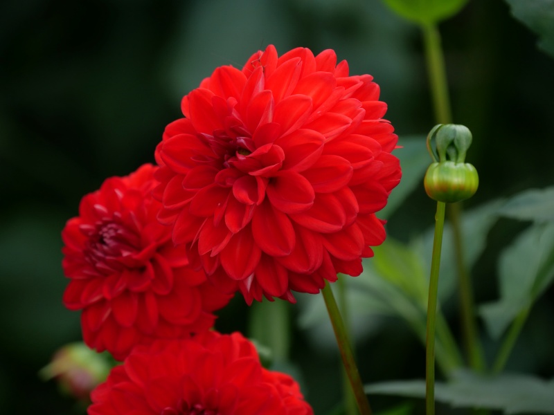 ダリア サックルスカーレット