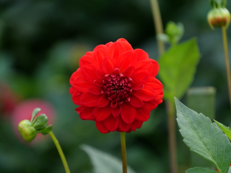 ダリア サックルスカーレット