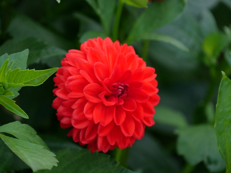 ダリア サックルスカーレット