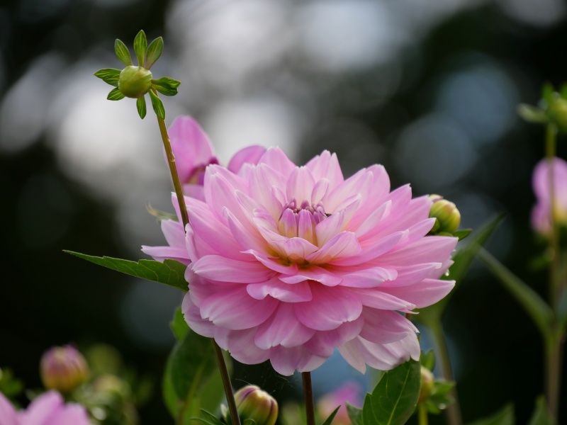 ダリア しゅんぷう