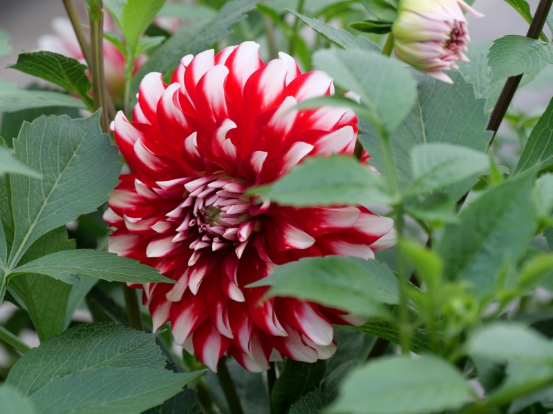 ダリア ストロベリークリーム