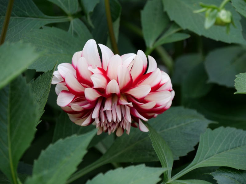 ダリア ストロベリークリーム