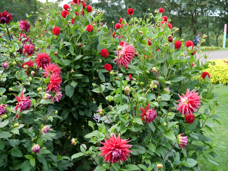 ダリア ダナムミーチャ