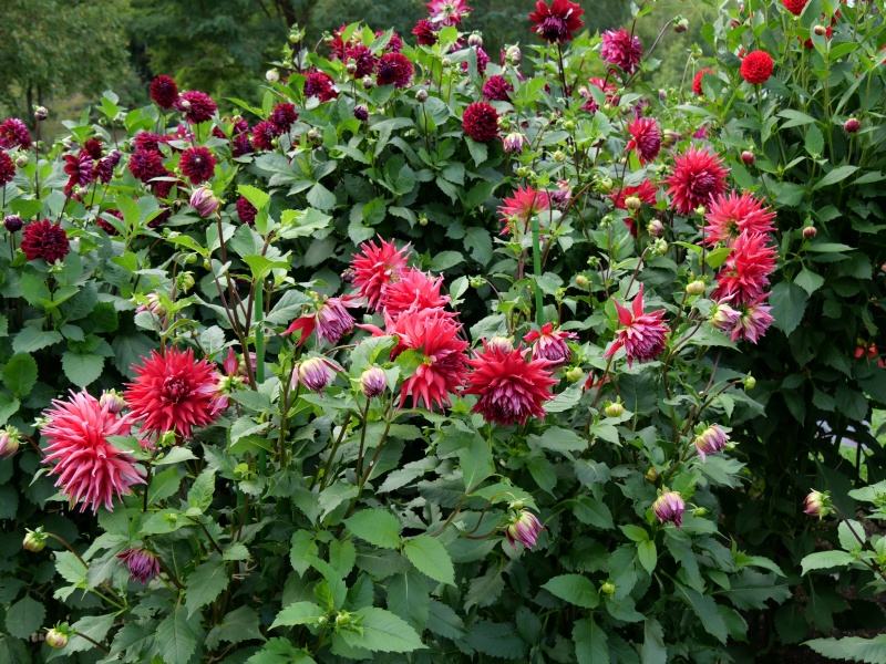 ダリア ダナムミーチャ