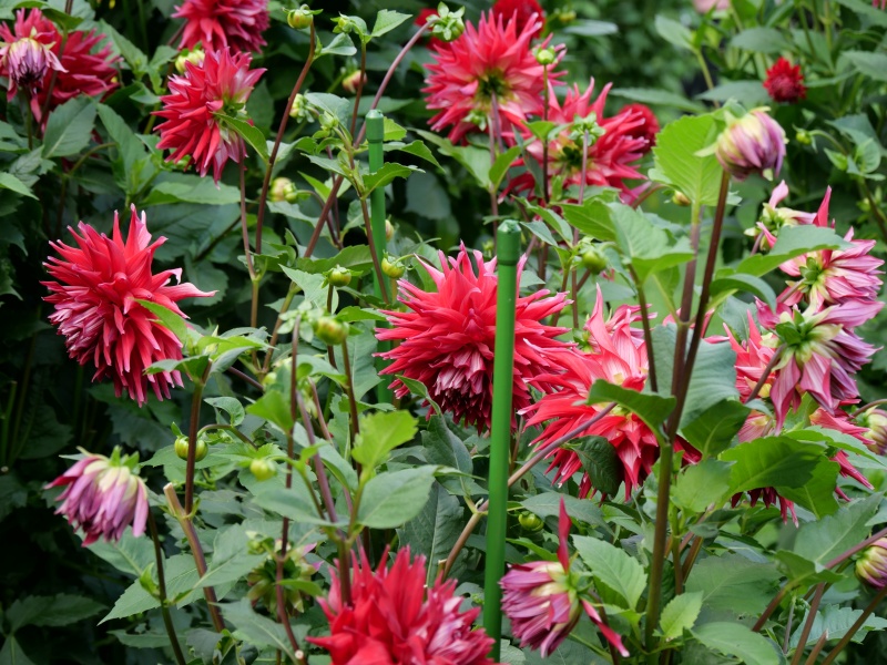 ダリア ダナムミーチャ