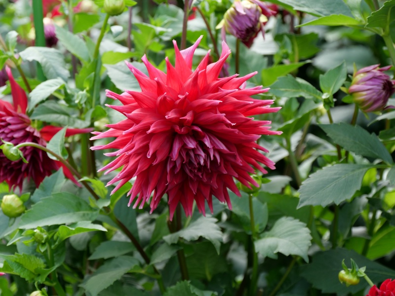 ダリア ダナムミーチャ