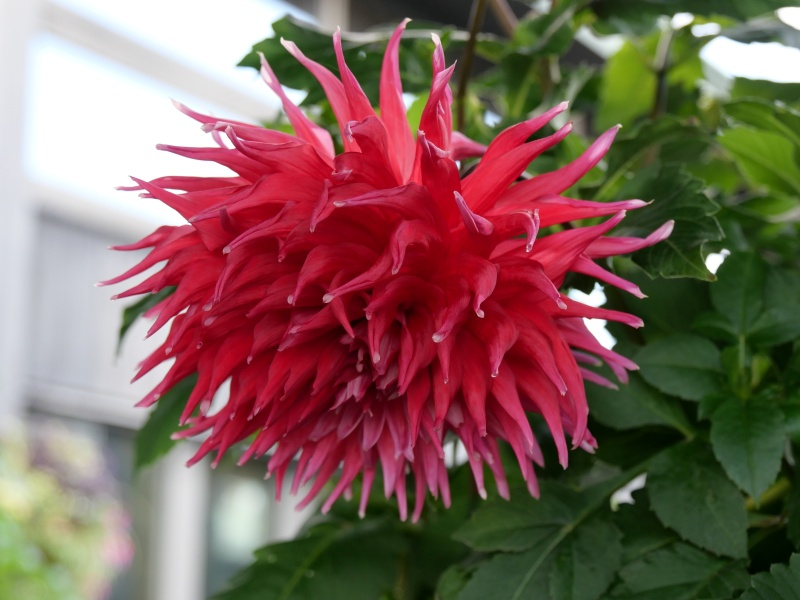 ダリア ダナムミーチャ