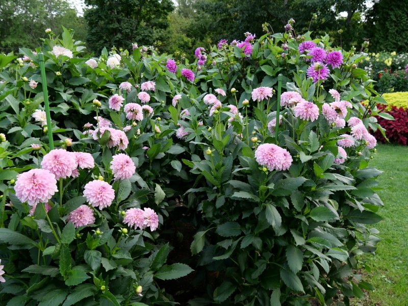 ダリア ティアラ