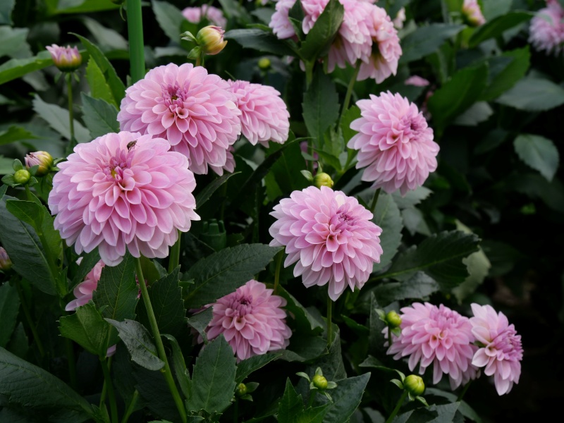 ダリア ティアラ