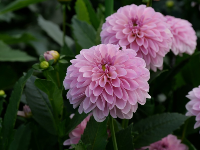 ダリア ティアラ