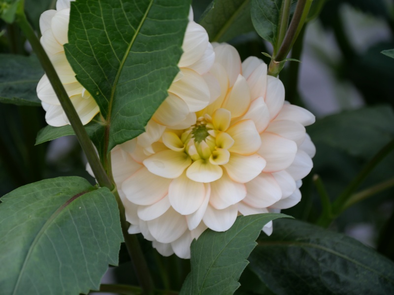 ダリア ハニーミルク