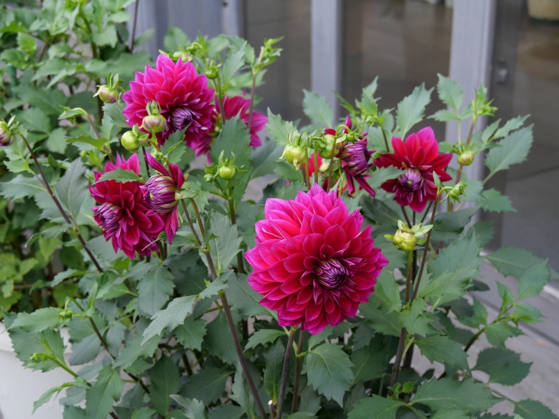 ダリア ハロウィンナイト