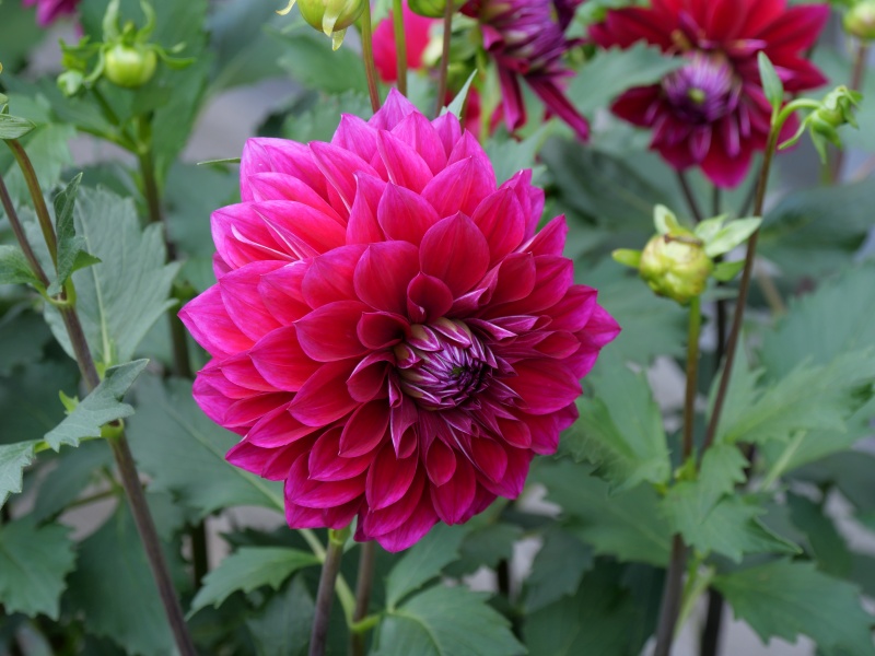 ダリア ハロウィンナイト