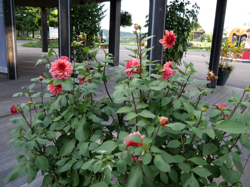 ダリア ピーチマカロン