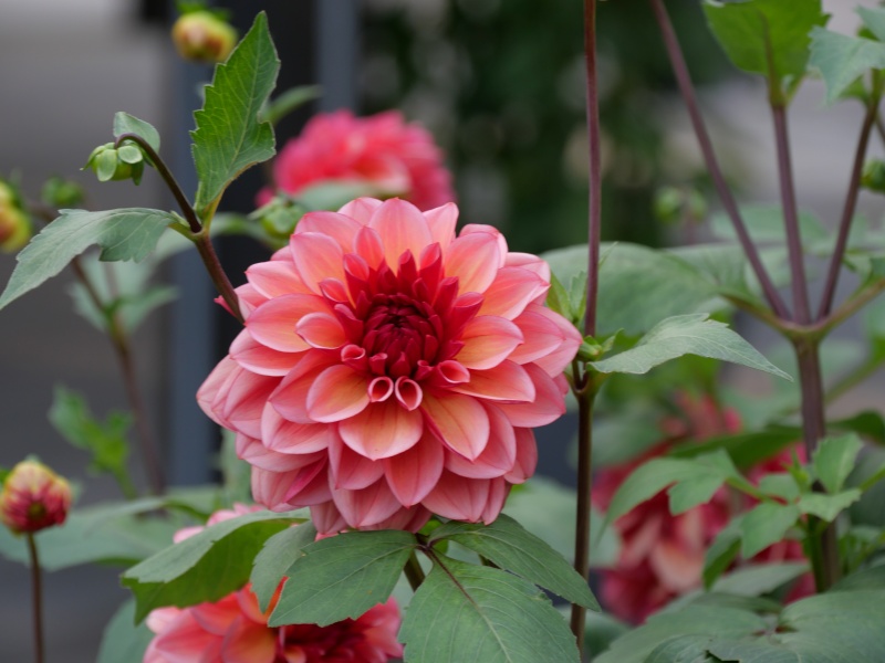 ダリア ピーチマカロン