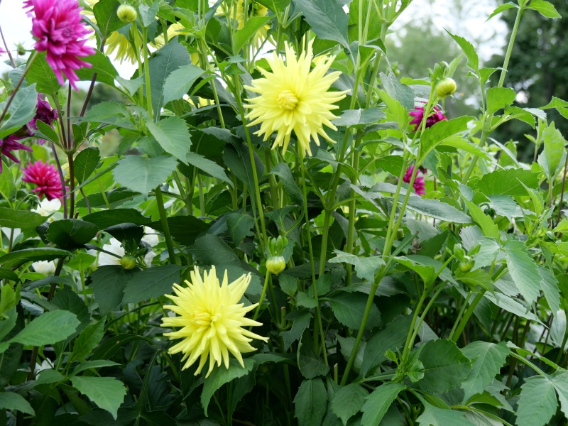 ダリア ブリリアントスター