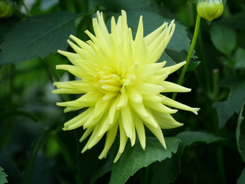 ダリア ブリリアントスター