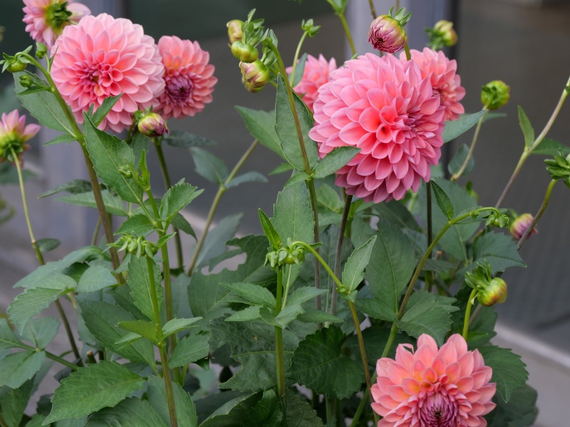 ダリア ポートオータム